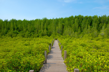Fototapeta na wymiar View of wooden walkway bridge surrounded with Ceriops Tagal fiel