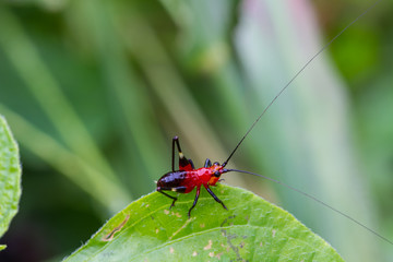 Grasshopper on a green leaf