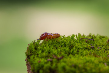 Close up termites or white ants destroyed