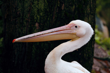beautiful pelican head