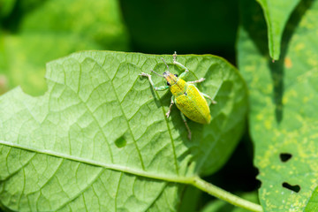 Naklejka premium green bug on leaf