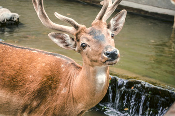 Young spotted redheaded deer with a wet muzzle at a watering place
