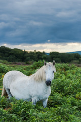 solitary white wild horse in Dartmoor