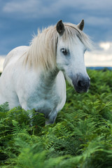 wild white horse looking at camera