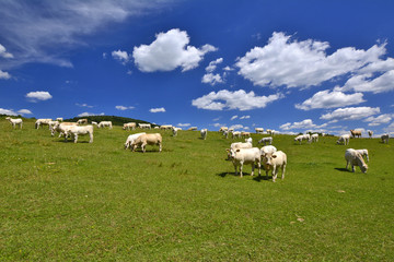 Stado krów pasące się na łące © Jurek Adamski