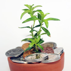 Invest, nurture and grow money: South African coins in young pot plant