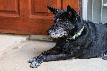 Black dog sit doing legs crossed