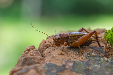 Close up House cricket (Acheta domestica)