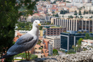 Albatross in Monte Carlo