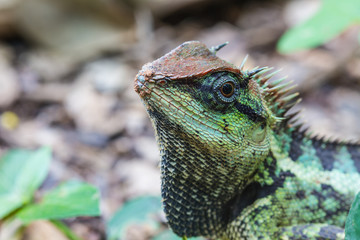 Green crested lizard, black face lizard