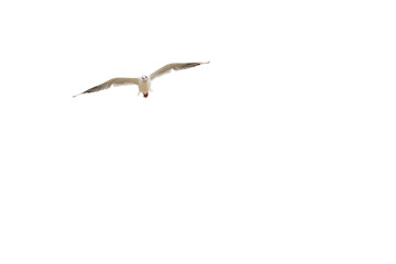 Fototapeta premium Mouette en vol