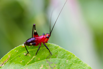 Grasshopper on a green leaf