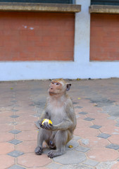 Obraz premium Closeup monkey on mountain