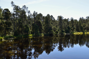 Fototapeta na wymiar Moss Lake in the forest