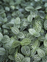 Naklejka na ściany i meble Green, white, leaf texture. Leaf texture background