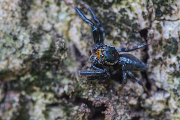 close up spider in forest