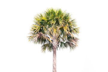 Asian Palmyra palm tree,Toddy palm, Sugar palm, or Cambodian palm, tropical tree in the northeast of Thailand , on white background