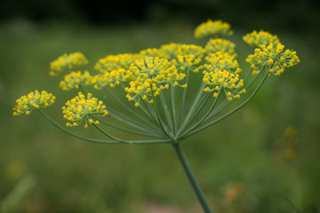 Multicolored blossoms dill