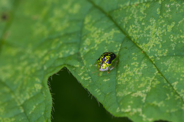 Insect Golden Tortoise Beetles