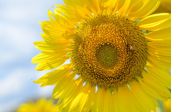 Closeup sunflower with beautiful sky
