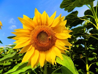 Sunflower on field in summer during sunny day