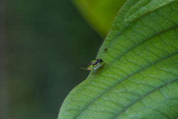 Insect Golden Tortoise Beetles