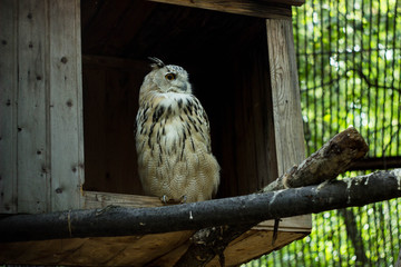 Красивая сова ищет жертву