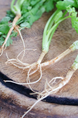 Celery root. close up image of coriander roots