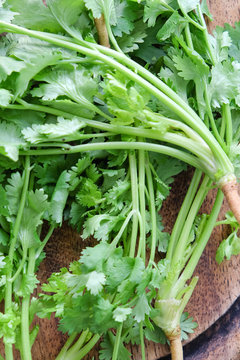 Bunch of fresh coriander on a wooden table 