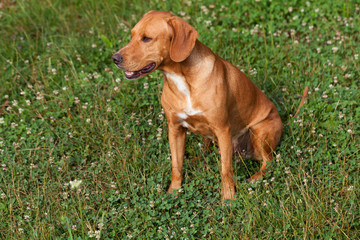 Dog in Hot summer day