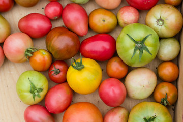 many colorful tomatoes with different sizes background