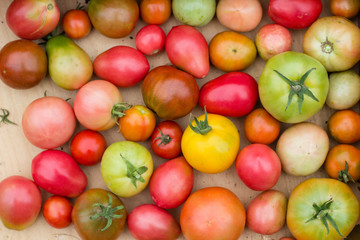 Naklejka na ściany i meble many colorful tomatoes with different sizes background