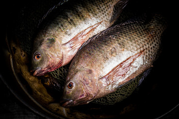 Fresh tilapia or nile tilapia in pot