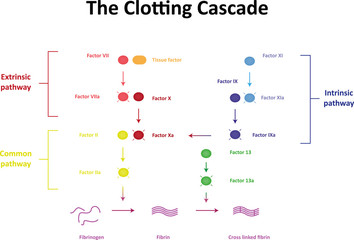 The Clotting Cascade Labeled