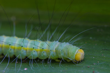 caterpillar, close up caterpillar in tropical forest