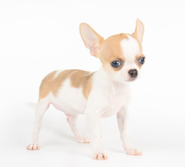 One puppy of Chihuahua