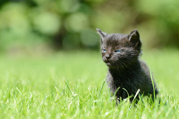 black kitten sitting on meadow