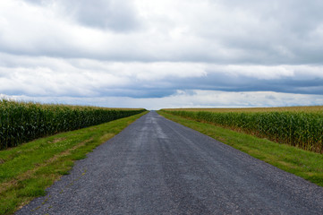 Asphalt road goes to horizon. On both sides - corn field.