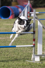 border collie en agility