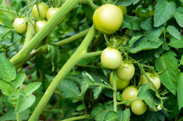 Green unripe tomatoes growing on the stems to the ground.