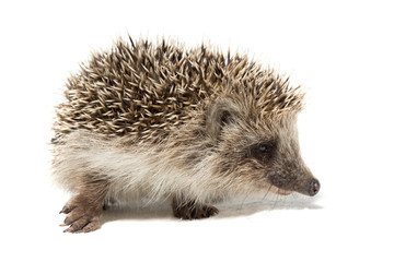 hedgehog on a white background