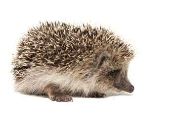 hedgehog on a white background