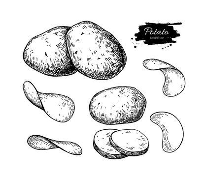 Potato drawing set. Vector Isolated potatoes heap, sliced pieces