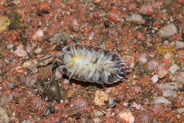 Unterseite einer Assel, Isopoda Glomeris