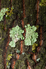lichen on tree bark