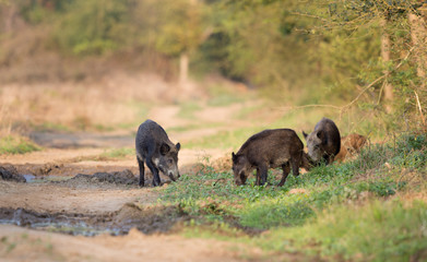 Group of wild boars in forest