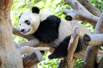 Fototapety  Panda odpoczywa na drzewie