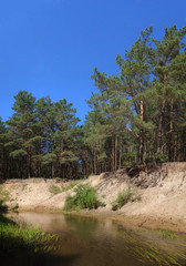Fototapeta na wymiar picturesque forest river with massive trees on the banks of the afternoon in the summer