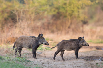 Wild boars in forest