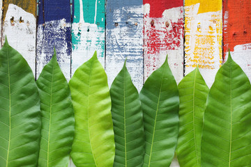 fresh leaf on grunge colorful wooden panels as background.